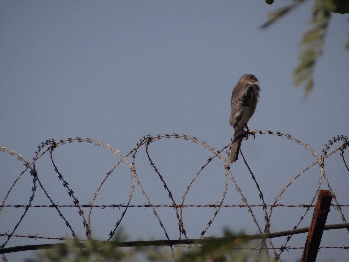 Shikra - ML646583116