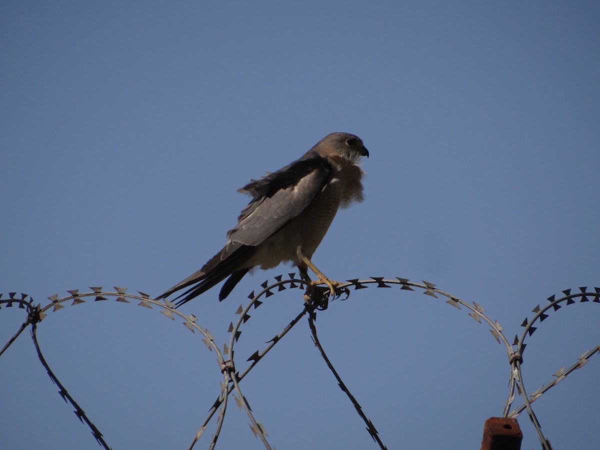 Shikra - ML646583117