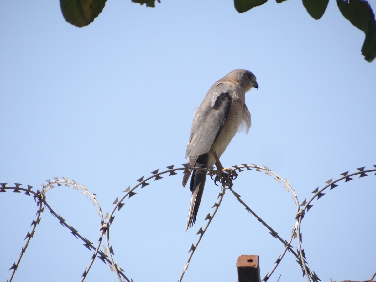 Schikrasperber - ML646583118