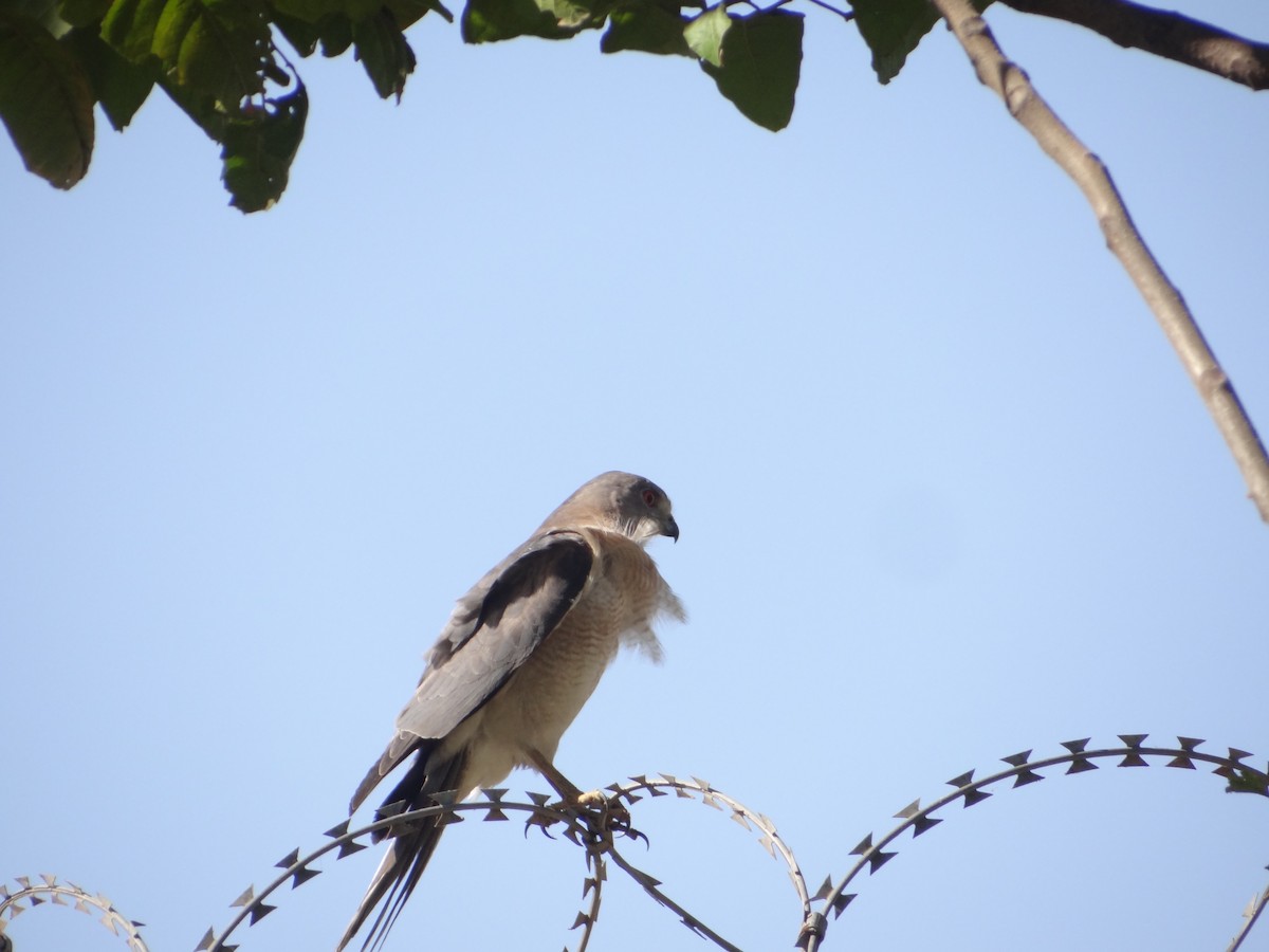 Schikrasperber - ML646583119