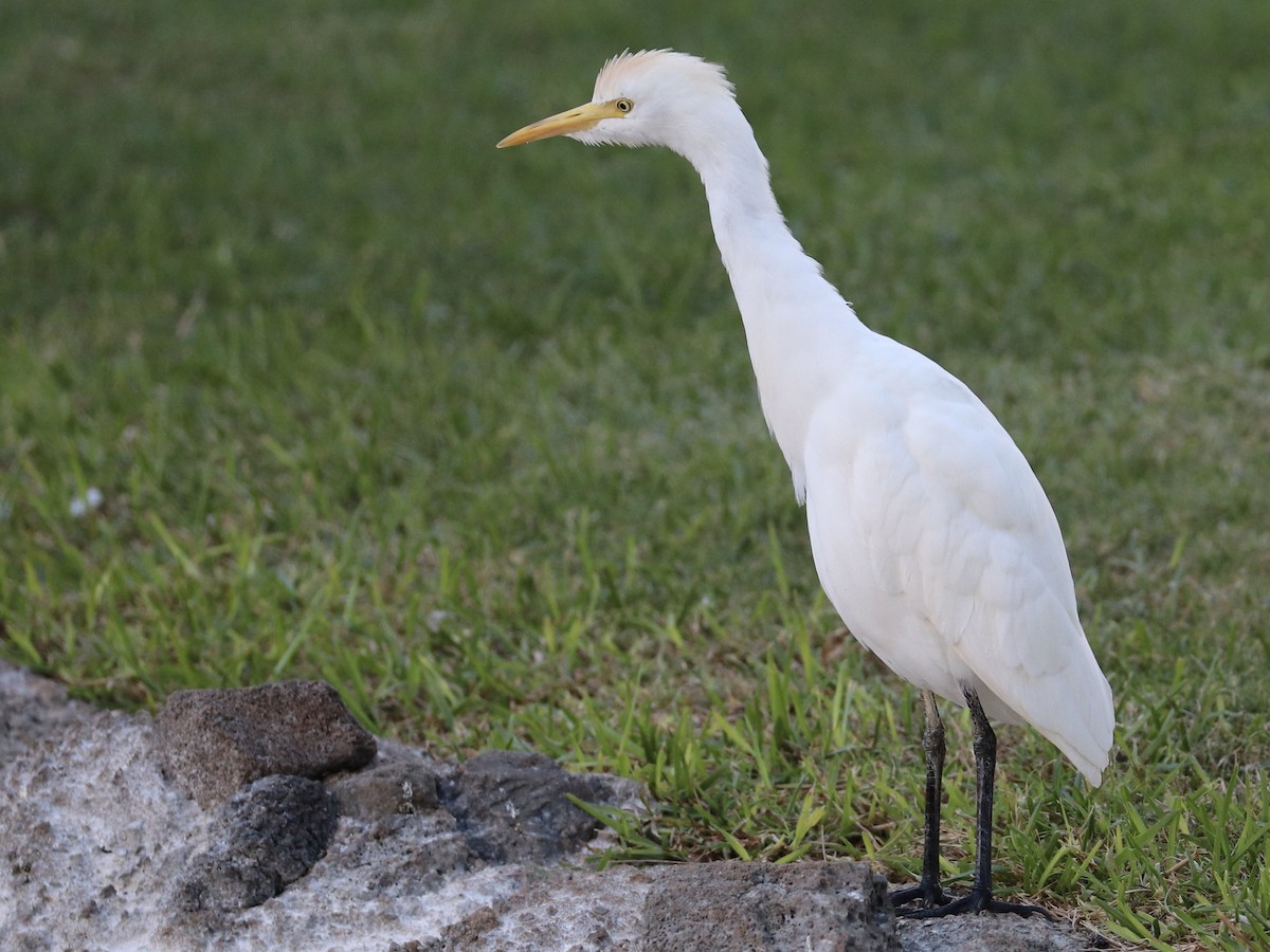 volavka rusohlavá - ML646583123