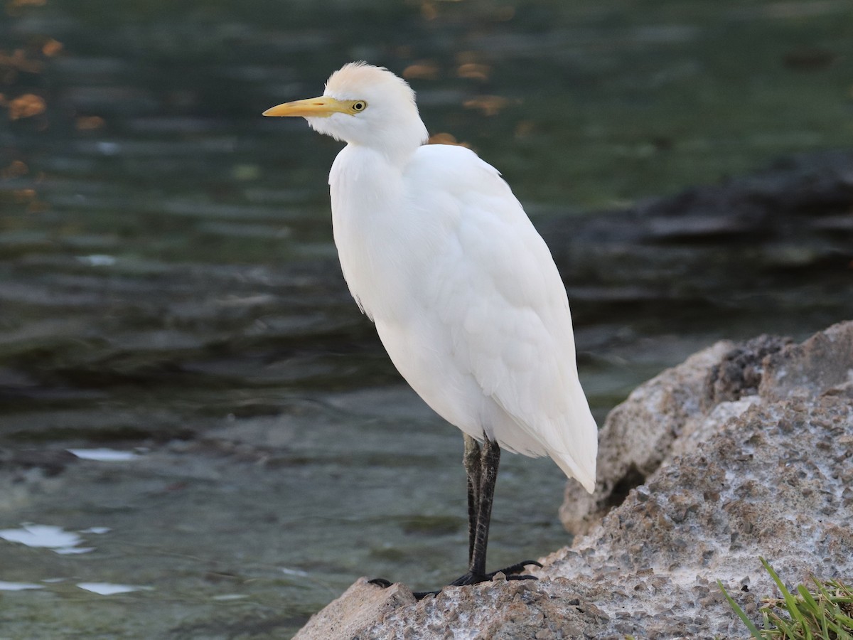 volavka rusohlavá - ML646583124