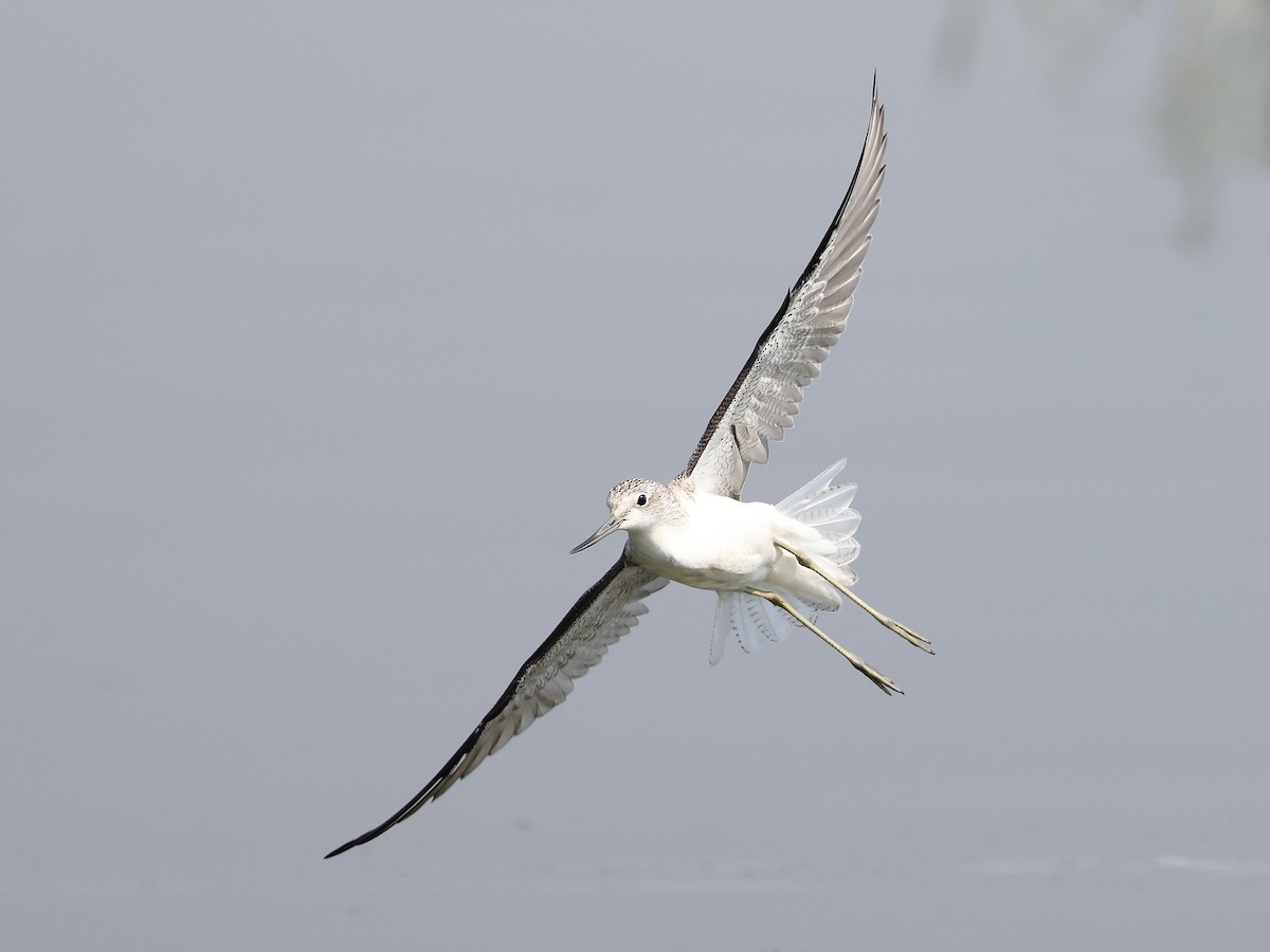 Grünschenkel - ML646583140