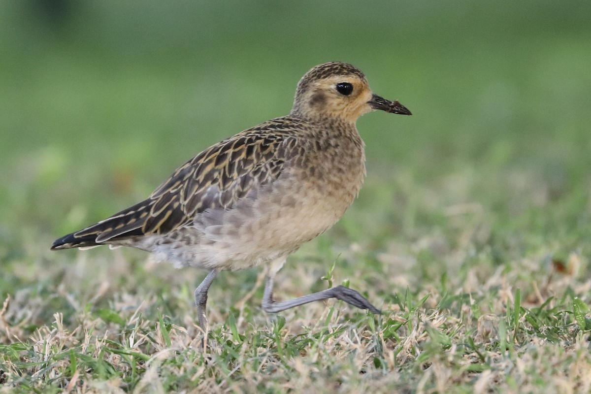 Tundra-Goldregenpfeifer - ML646583155