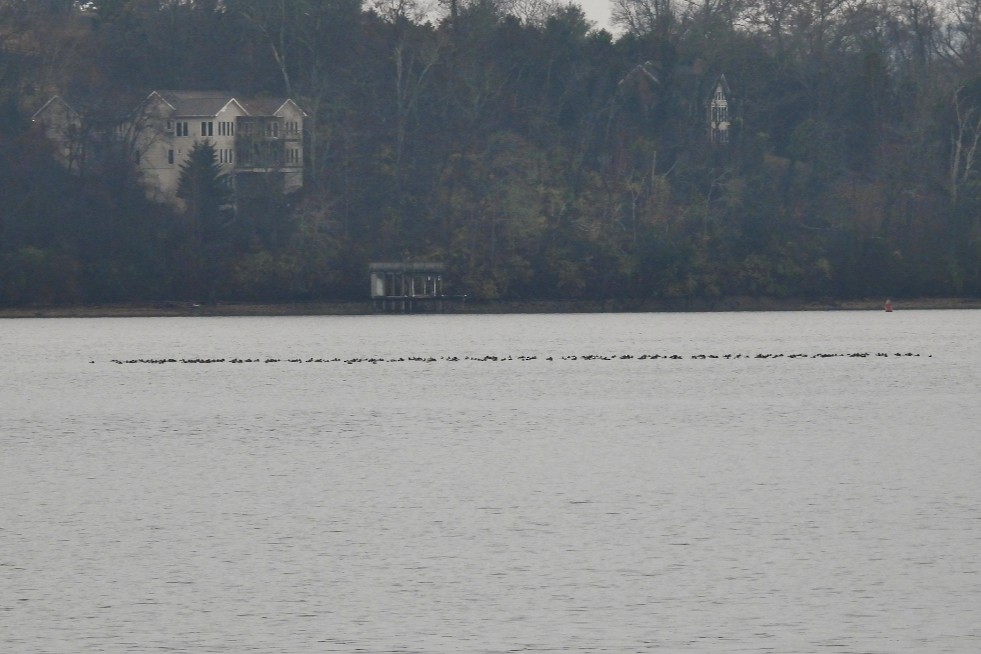 Rotkopfente - ML646583156