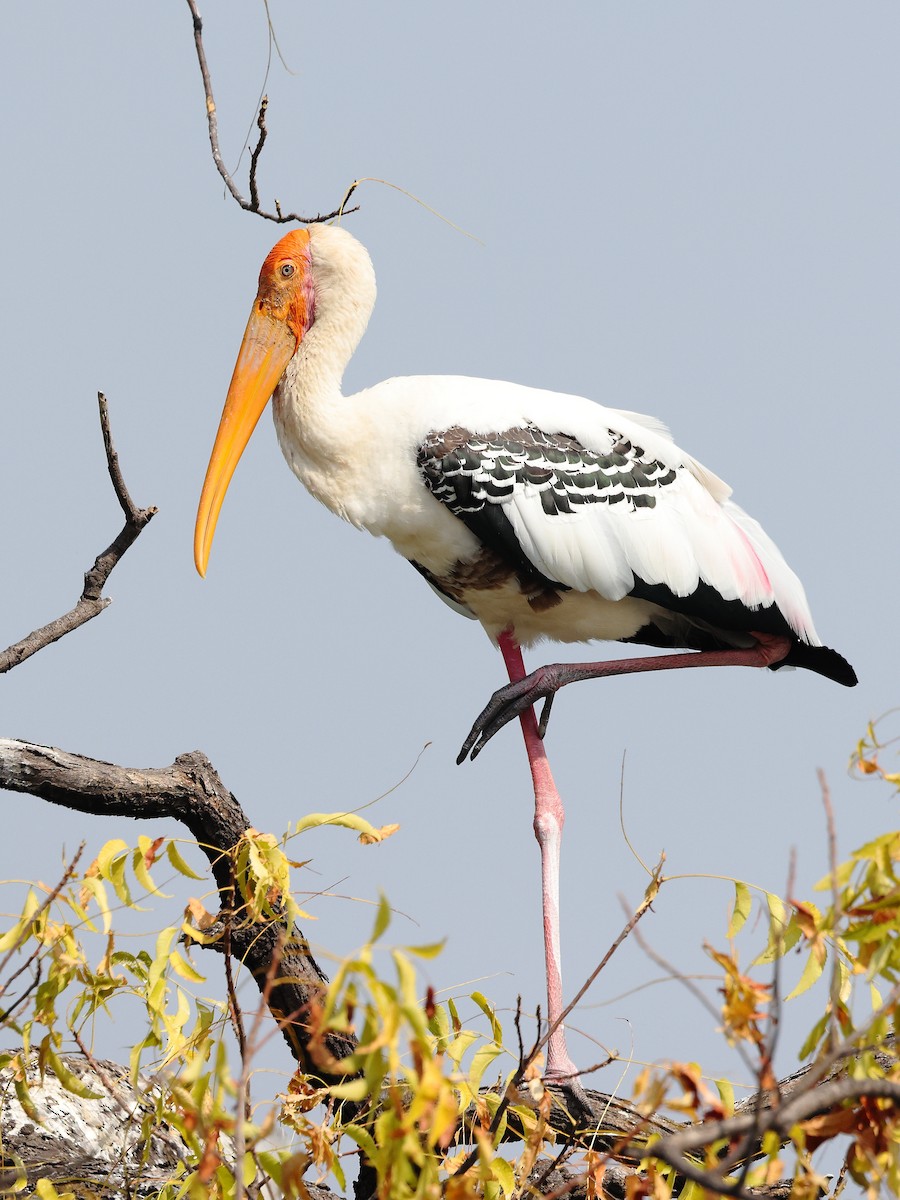 Buntstorch - ML646583157