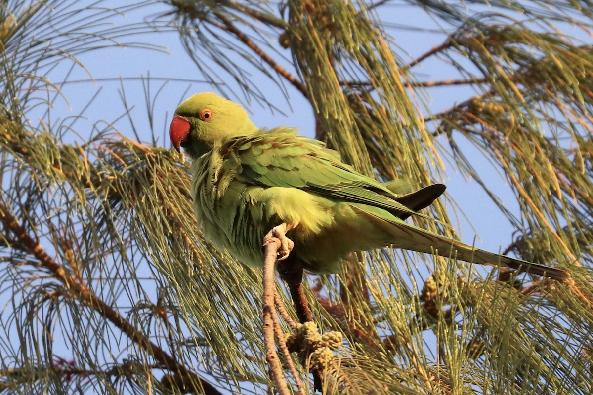 Halsbandsittich - ML646583158