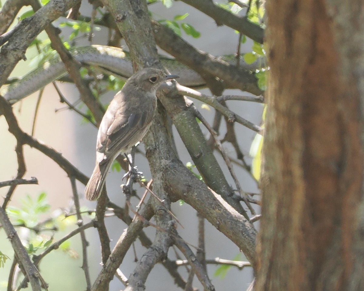 Braunschwanz-Steinschmätzer - ML646583159