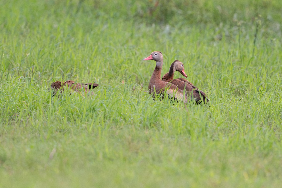 Rotschnabel-Pfeifgans - ML646583162