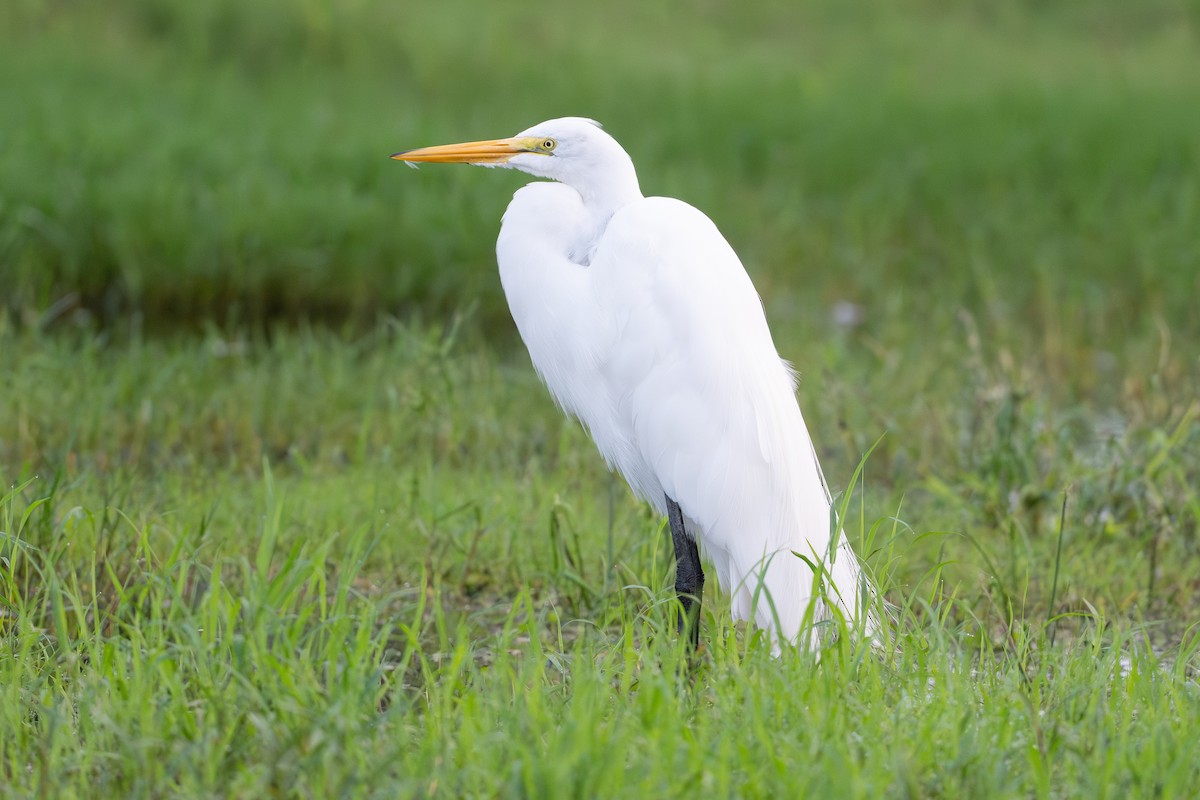 Silberreiher - ML646583164