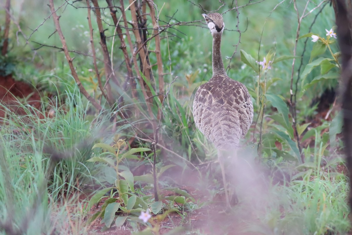 Schwarzbauchtrappe - ML646583165