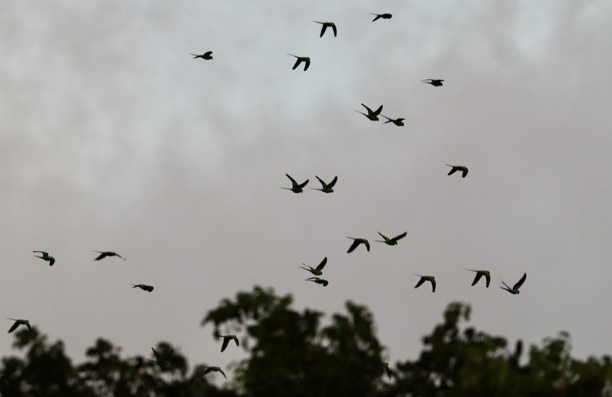 Halsbandsittich - ML646583166