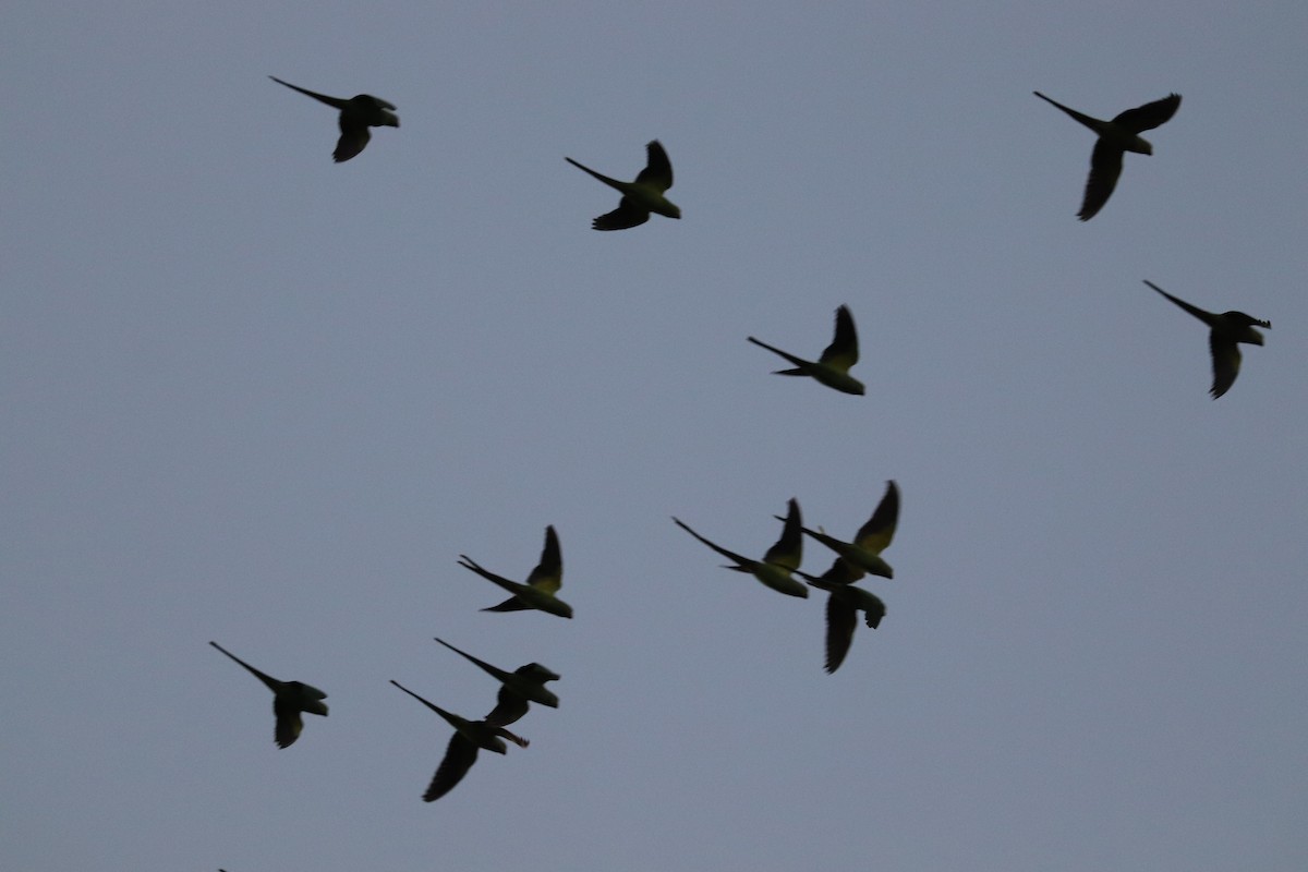 Halsbandsittich - ML646583167