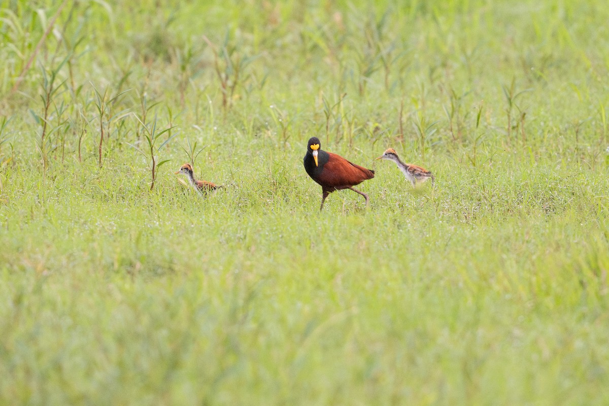 Gelbstirn-Blatthühnchen - ML646583168