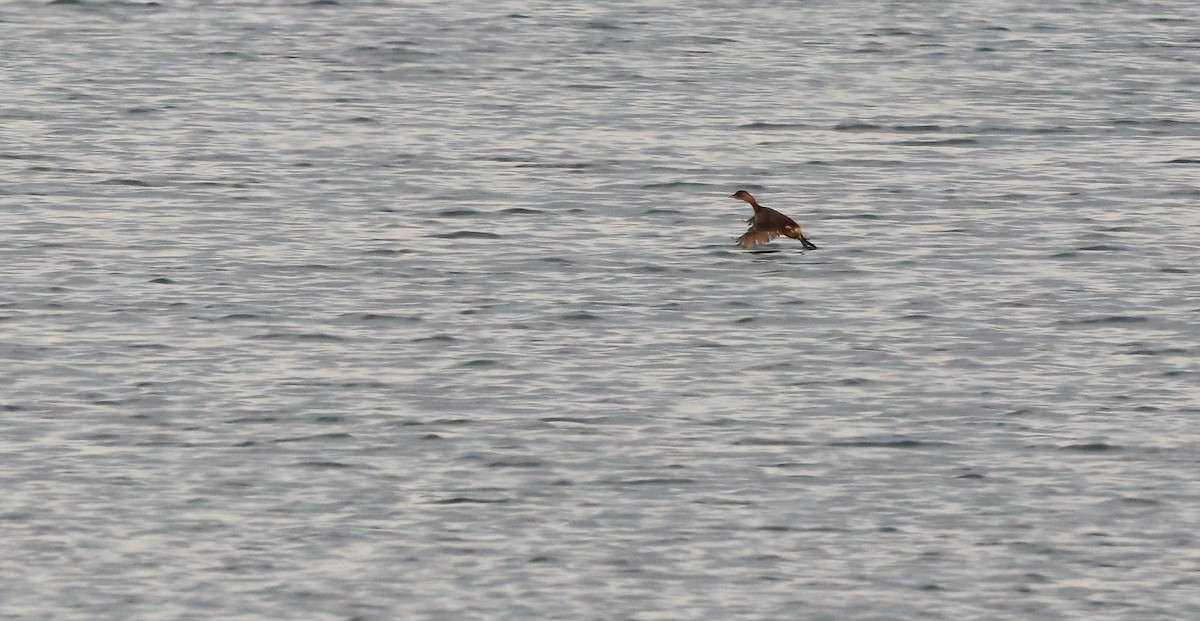 Zwergtaucher - ML646583169