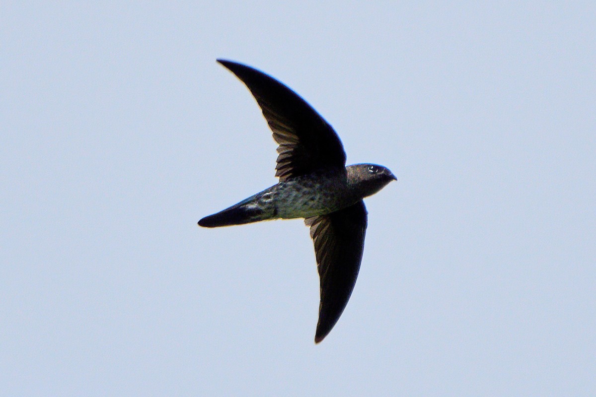 Plume-toed Swiftlet - ML646583174