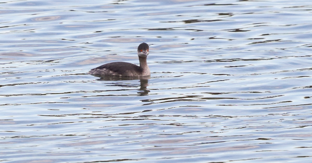 Schwarzhalstaucher - ML646583177