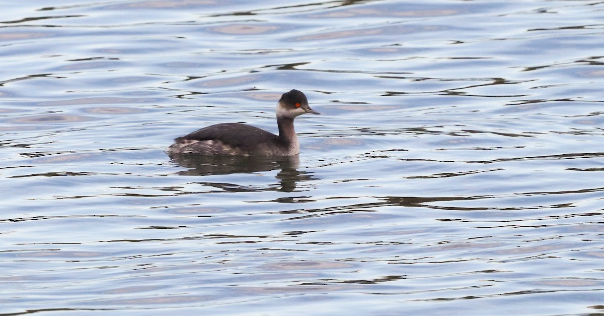 Schwarzhalstaucher - ML646583178