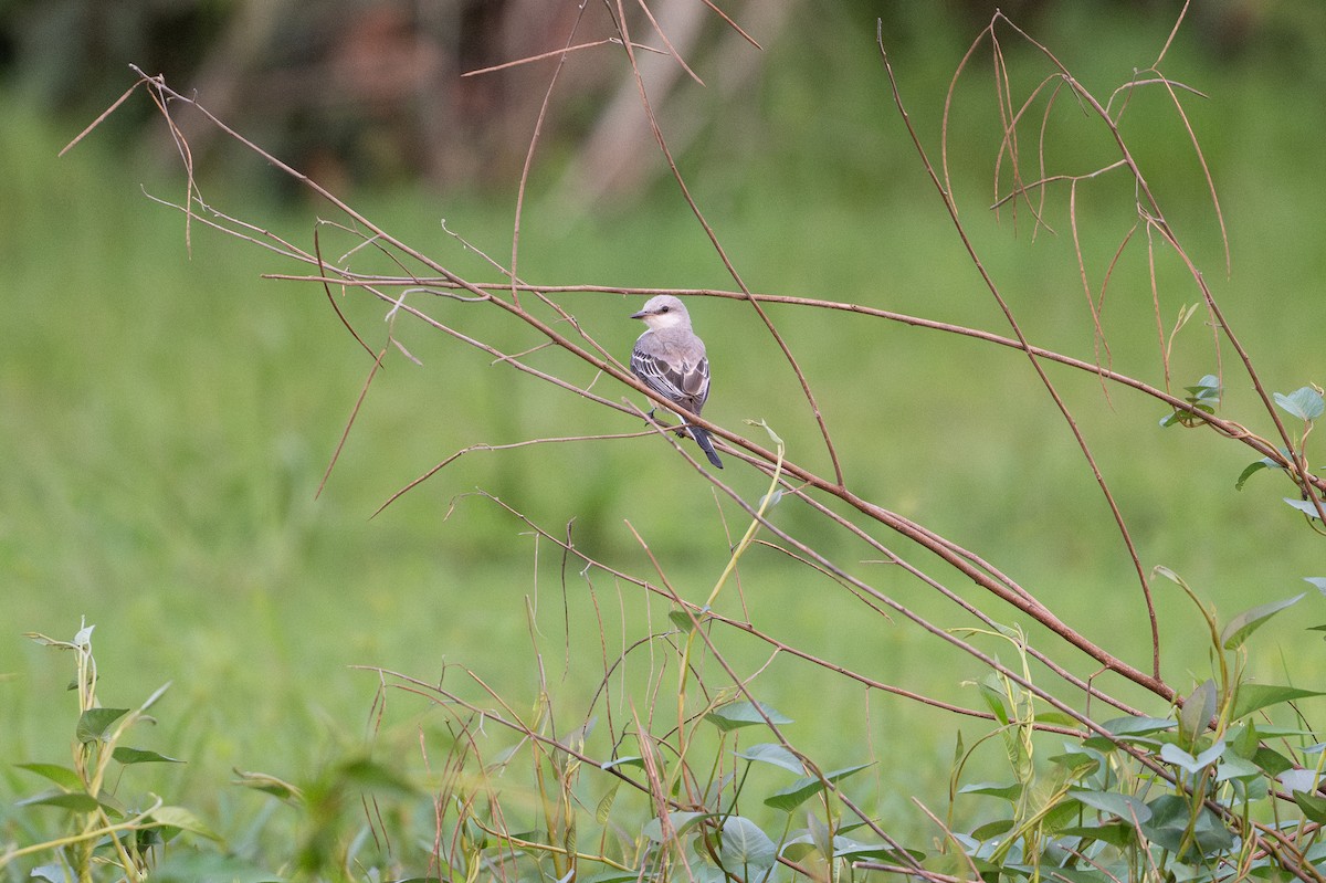 saksetyrann - ML646583180