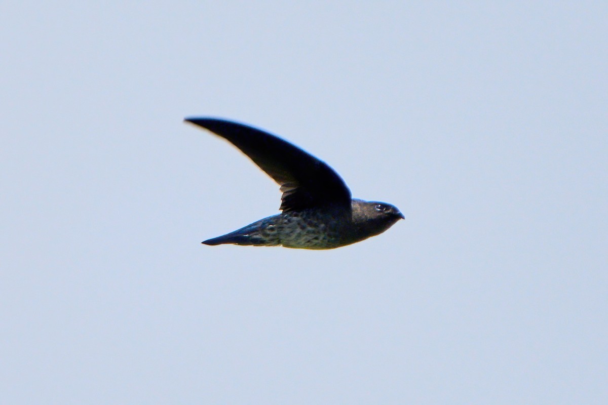 Plume-toed Swiftlet - ML646583182