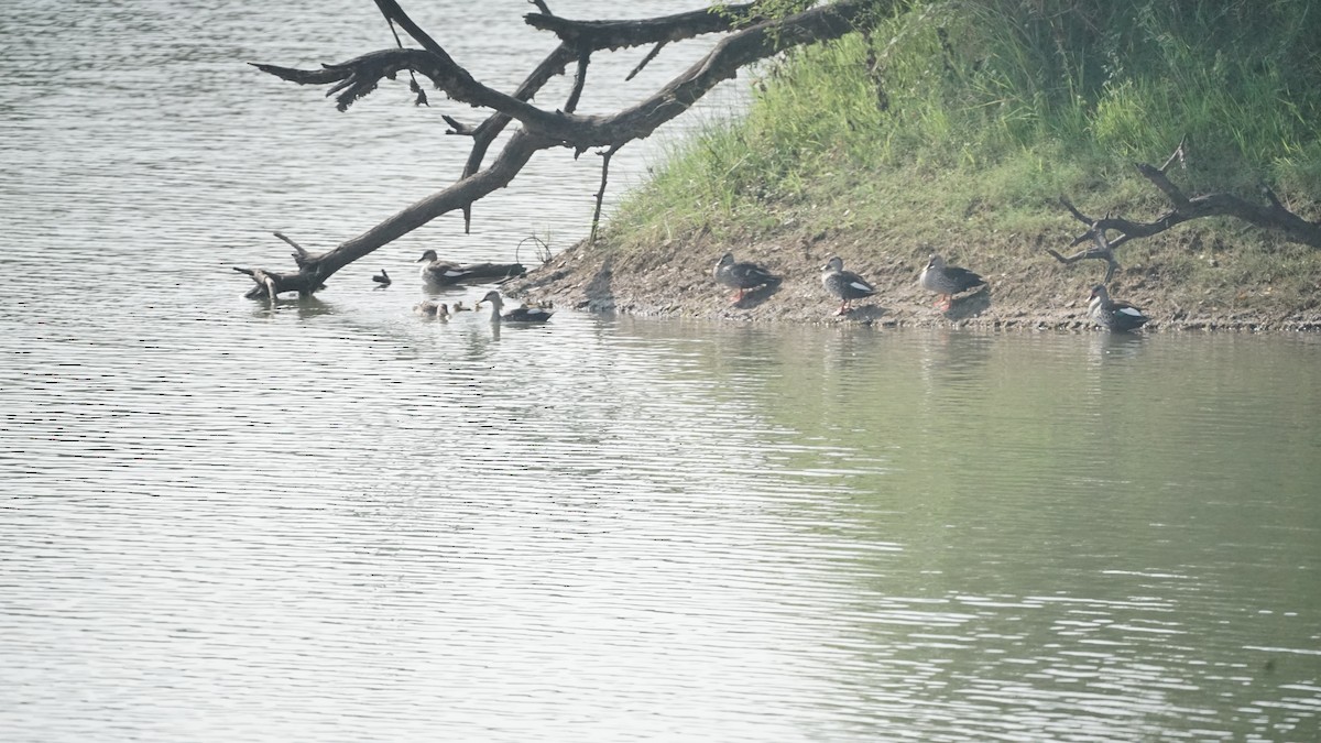 Ahate mokopikart indiarra - ML646583183