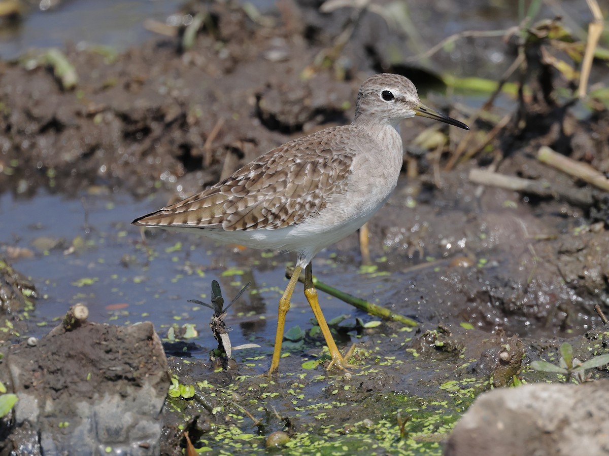 vodouš bahenní - ML646583184