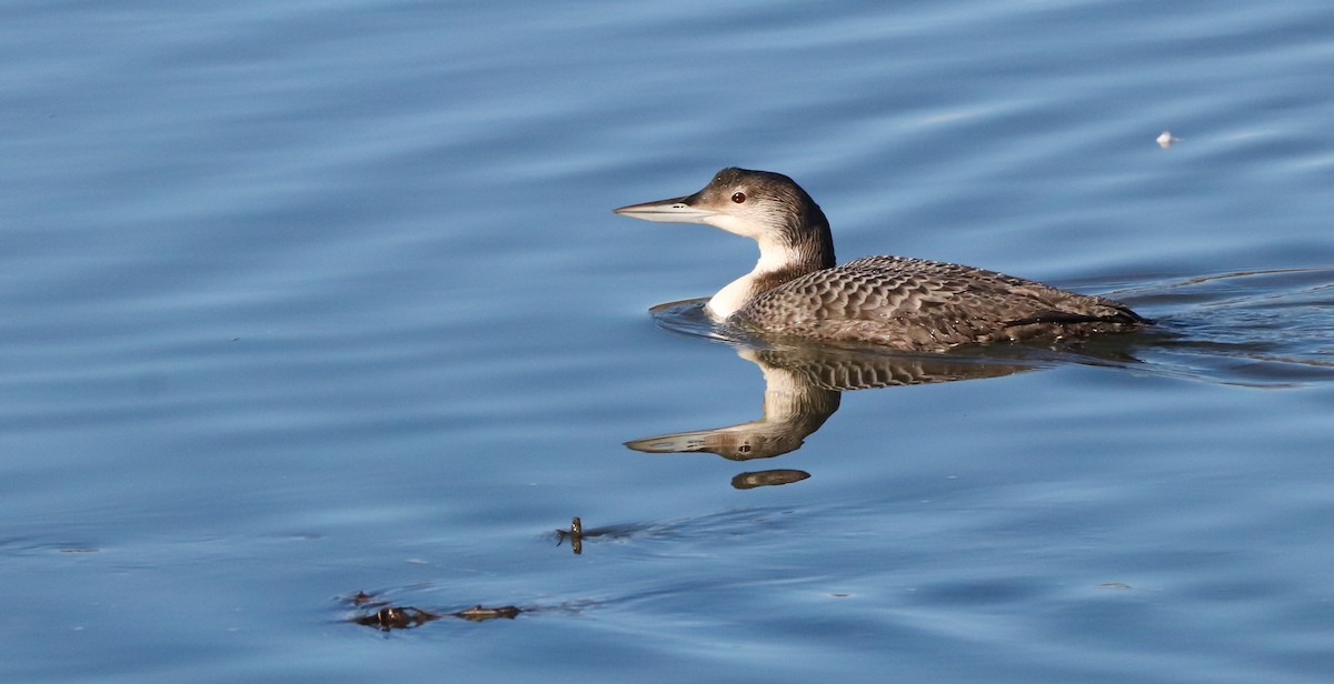 Common Loon - ML646583185