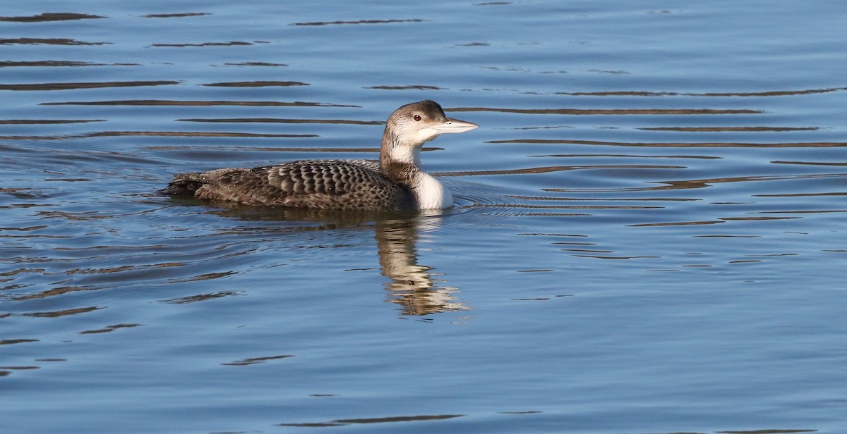 Common Loon - ML646583186