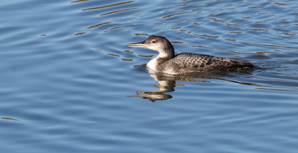 Common Loon - ML646583187