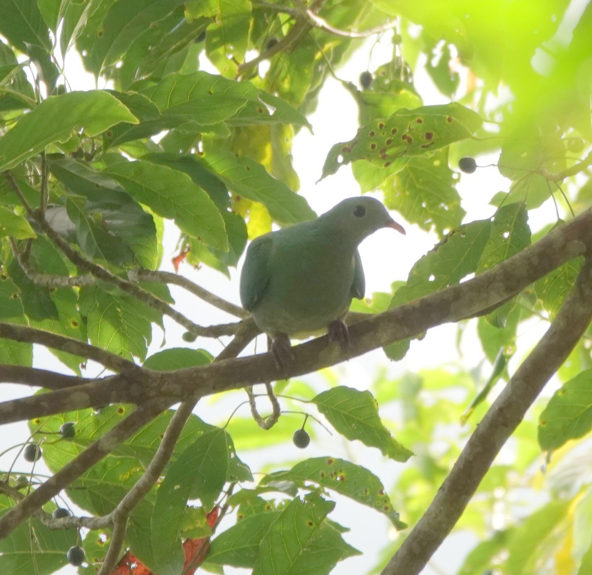 Black-chinned Fruit-Dove - ML646583188