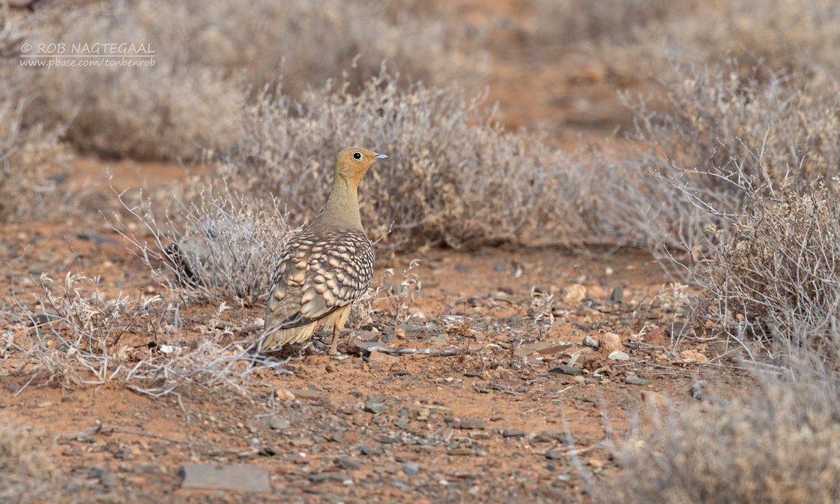 Рябок намібійський - ML646583189