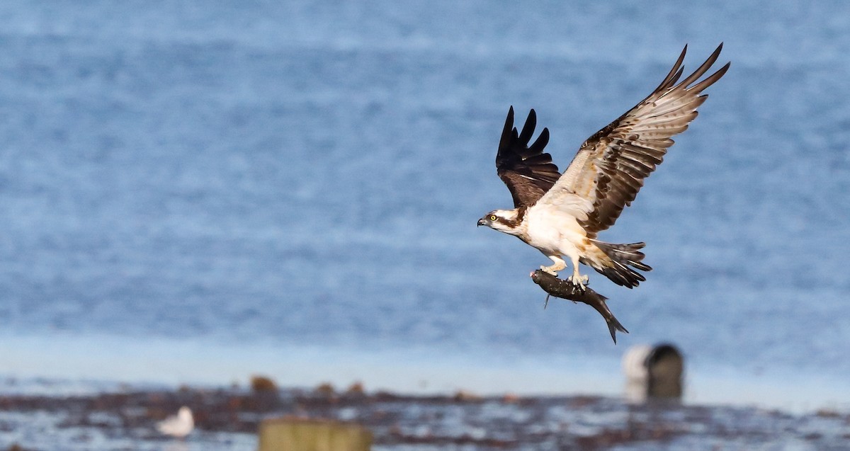 Osprey - ML646583190