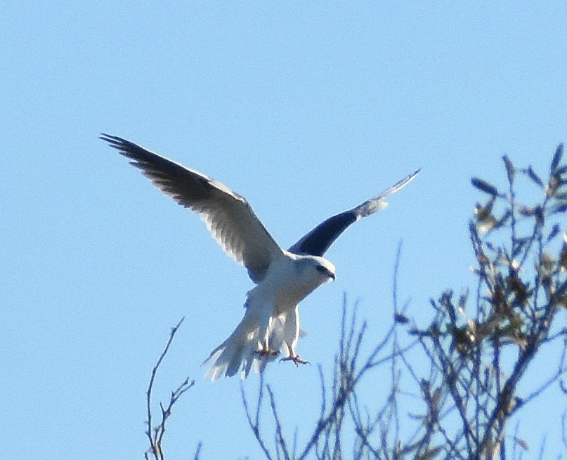 White-tailed Kite - ML646583192
