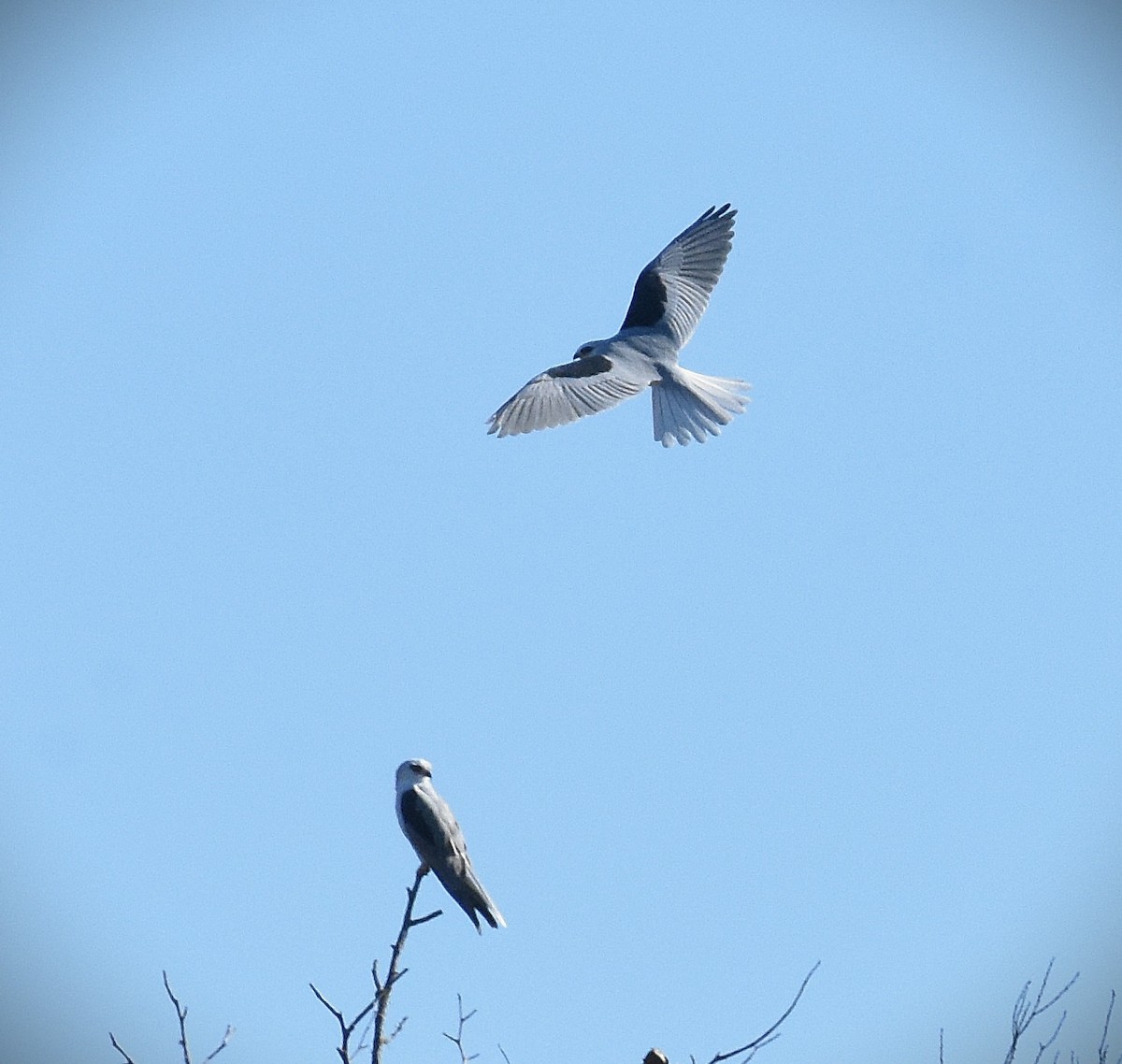 White-tailed Kite - ML646583193