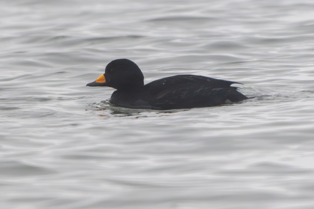 Американская синьга - ML646583194