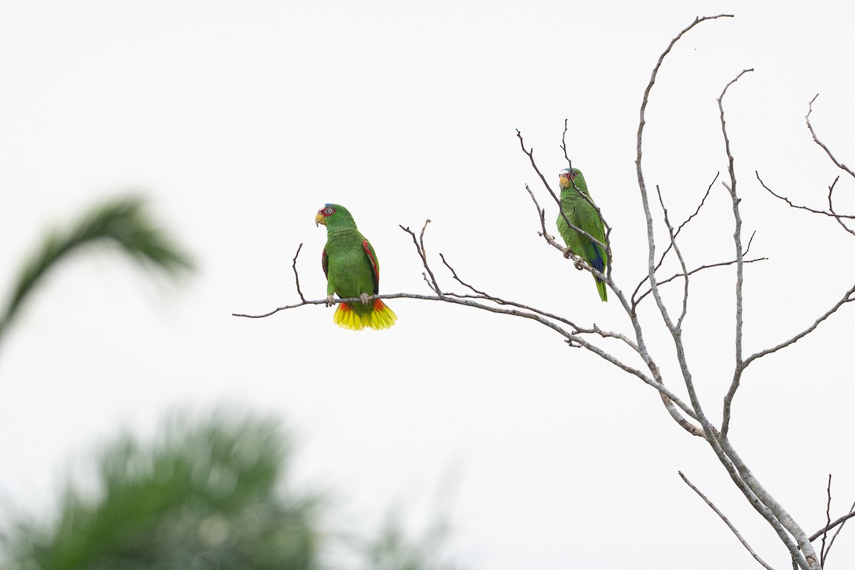 hvitpanneamazon - ML646583198