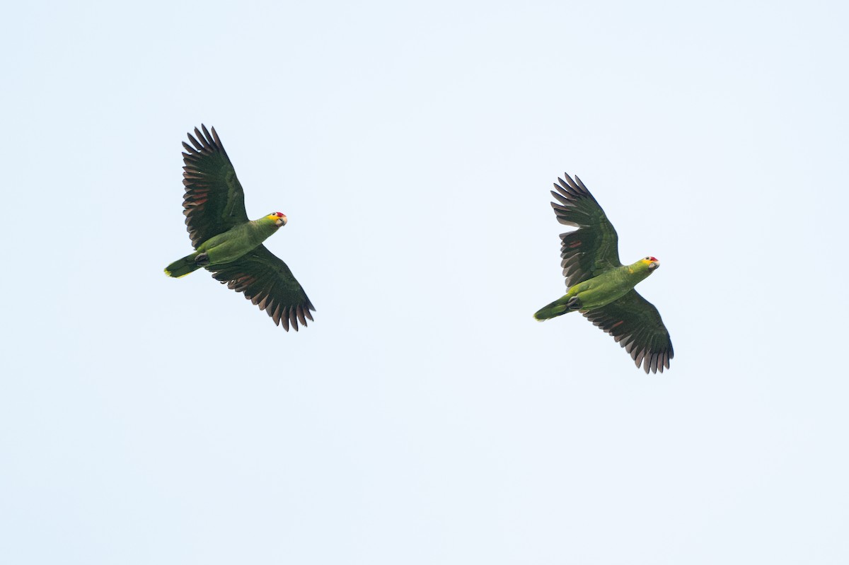 hvitpanneamazon - ML646583199