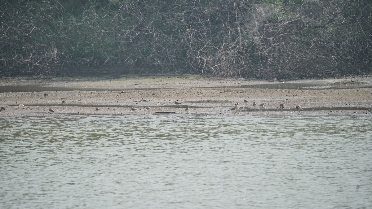 Yellow-wattled Lapwing - ML646583200