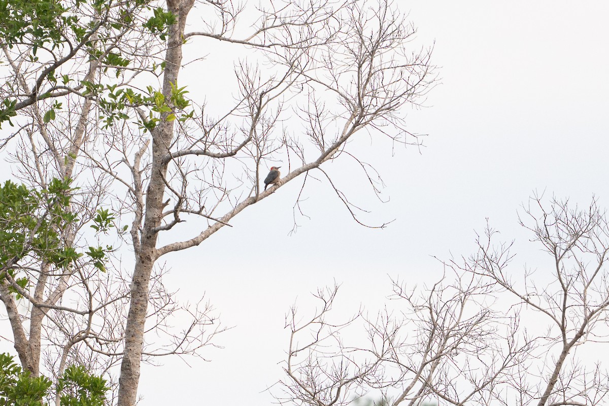 datel zlatočelý - ML646583202