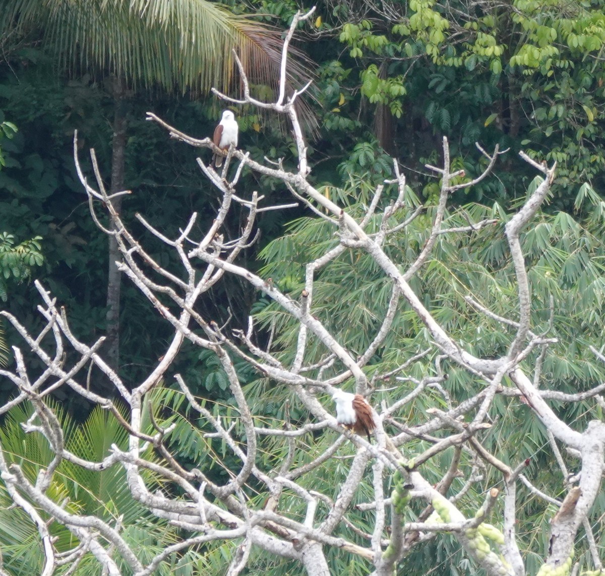 Brahminy Kite - ML646583204