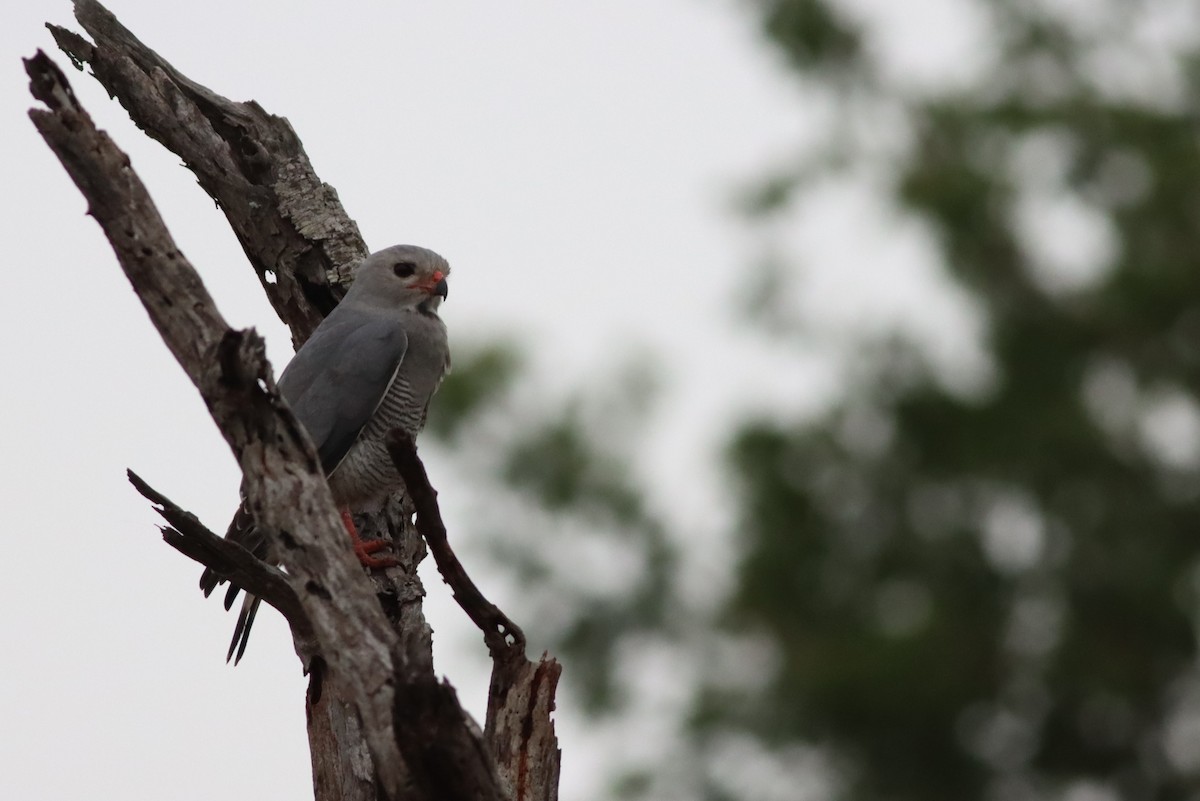 Ящеричный ястребок - ML646583205