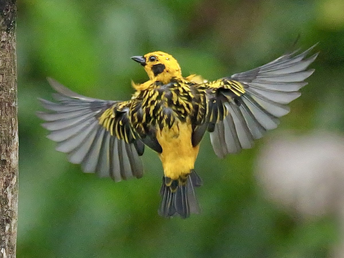 Golden Tanager - ML646583206