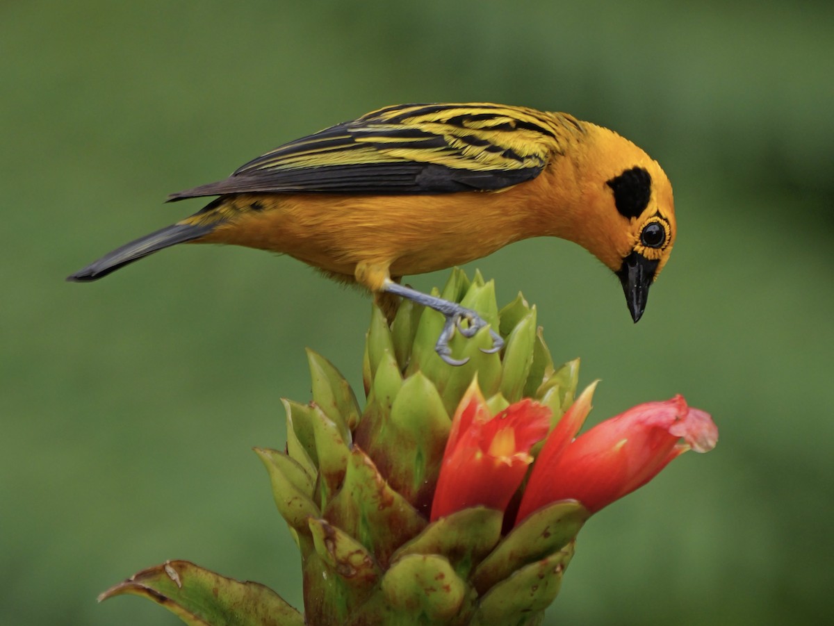 Golden Tanager - ML646583208