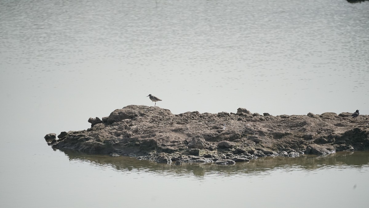 vodouš bahenní - ML646583215