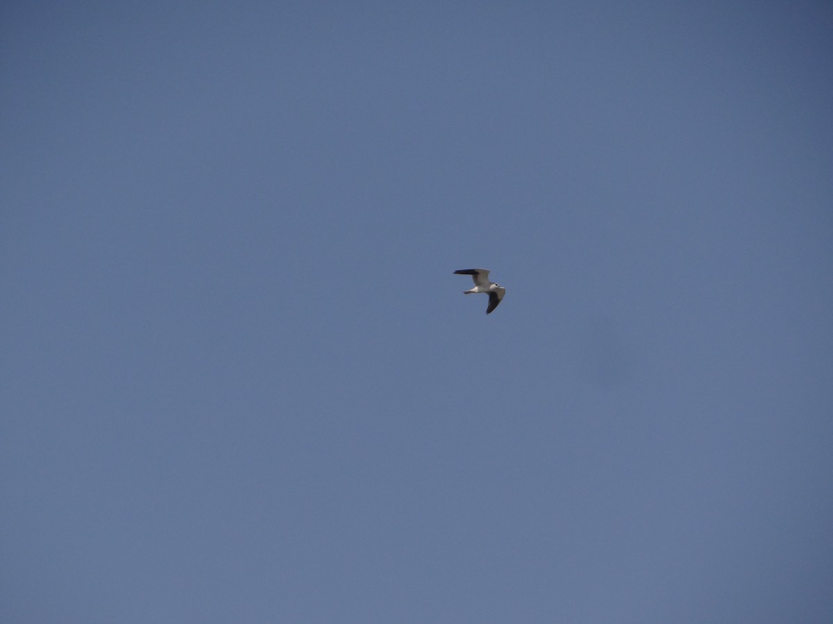 Black-winged Kite - ML646583216