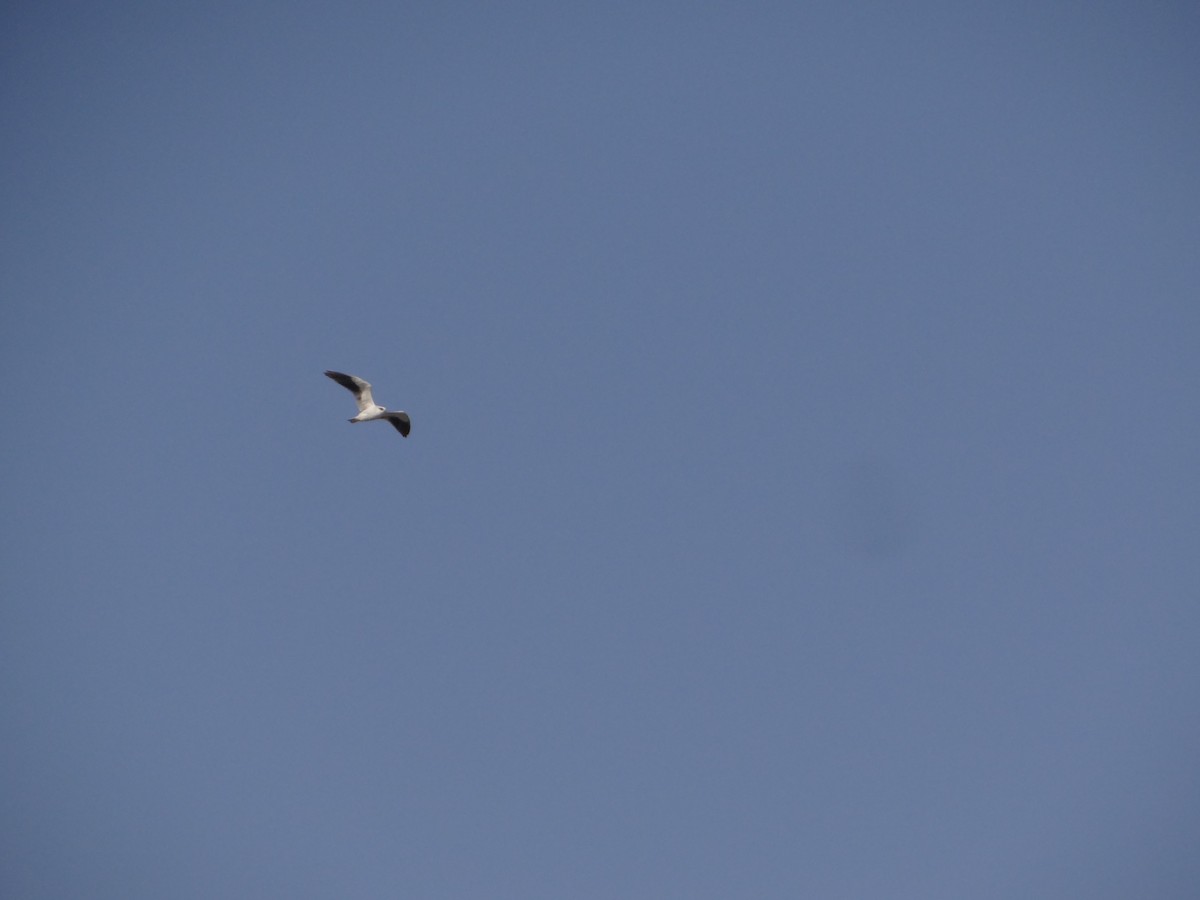Black-winged Kite - ML646583217