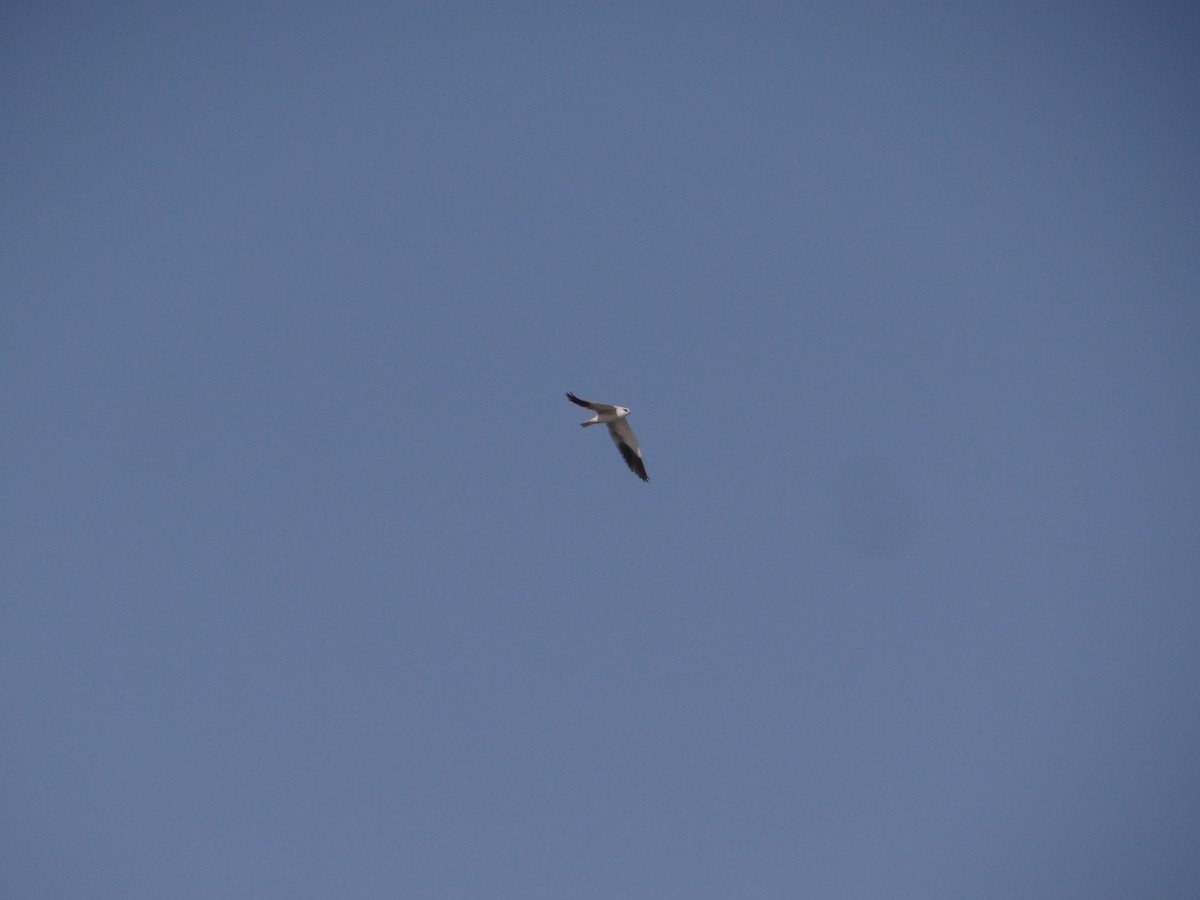 Black-winged Kite - ML646583218