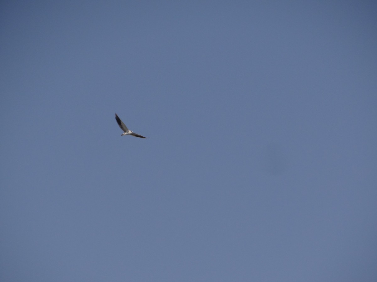 Black-winged Kite - ML646583219
