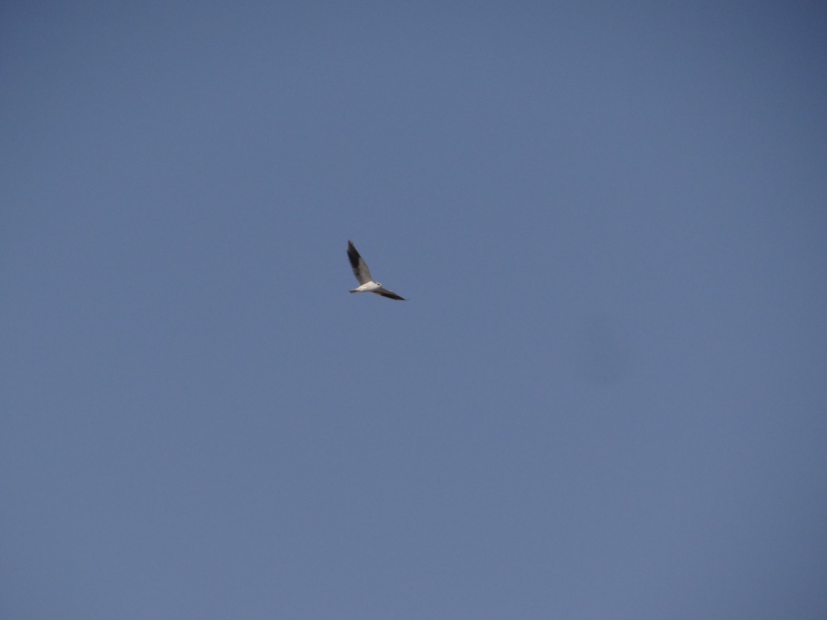 Black-winged Kite - ML646583220