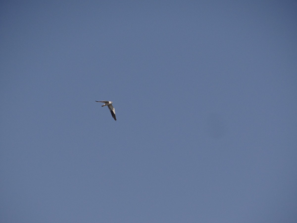 Black-winged Kite - ML646583221
